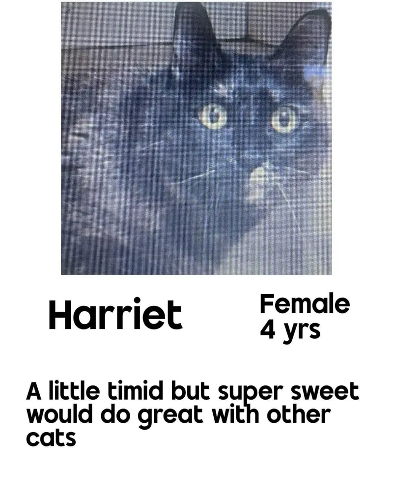 Harriet