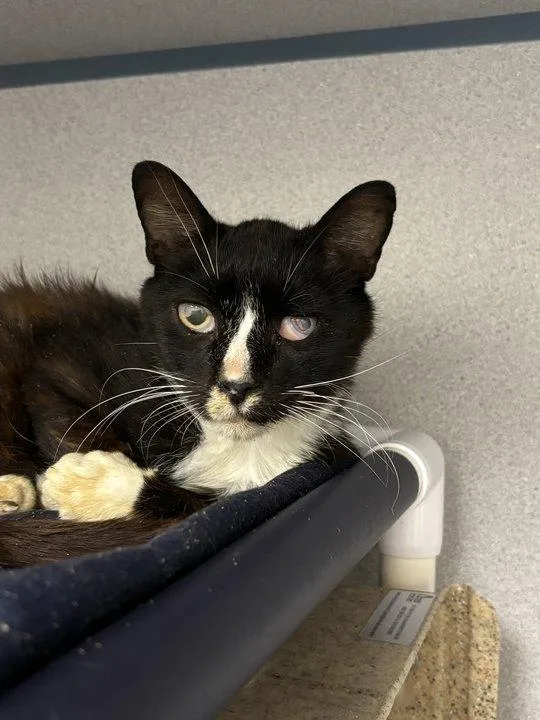 A senior small-sized male Black & White / Tuxedo Domestic Short Hair cat named Sylvester for adoption in Raleigh, NC