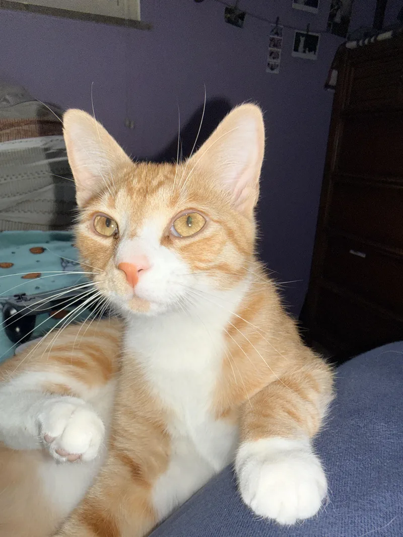 A young medium-sized male Orange & White Tabby cat named Theodore for adoption in Muncie, IN