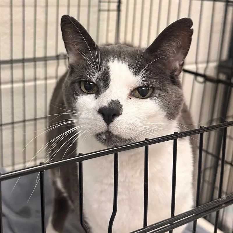 A senior small-sized male Gray / Blue / Silver Domestic Short Hair cat named Wesley for adoption in Rocky Mount, VA