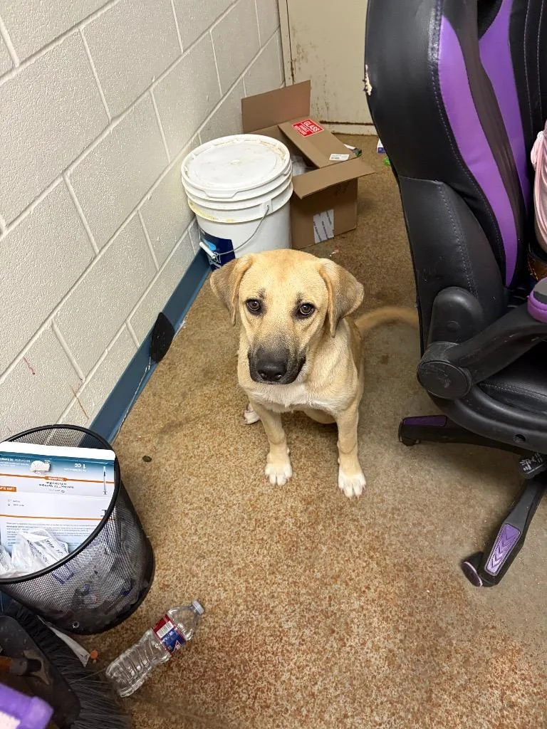 A young medium-sized female Black Mouth Cur dog named Fergi for adoption in Brownwood, TX