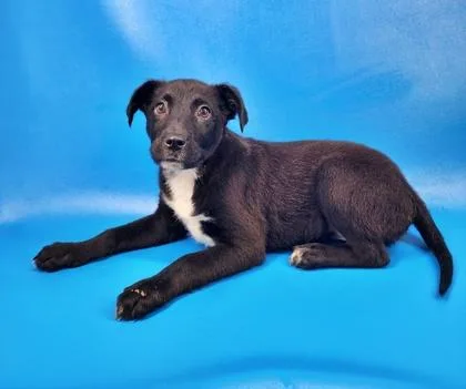 A baby large-sized female German Shepherd Dog dog named June for adoption in Morton Grove, IL