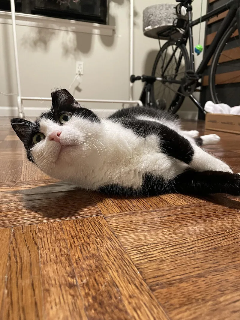 Patricia Paxon thumbnail 3