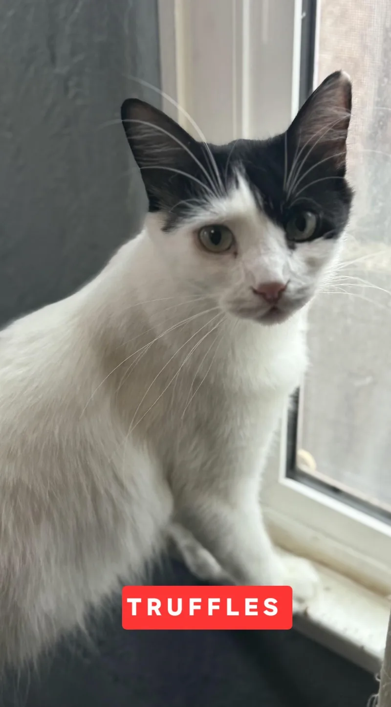 Truffles thumbnail 2