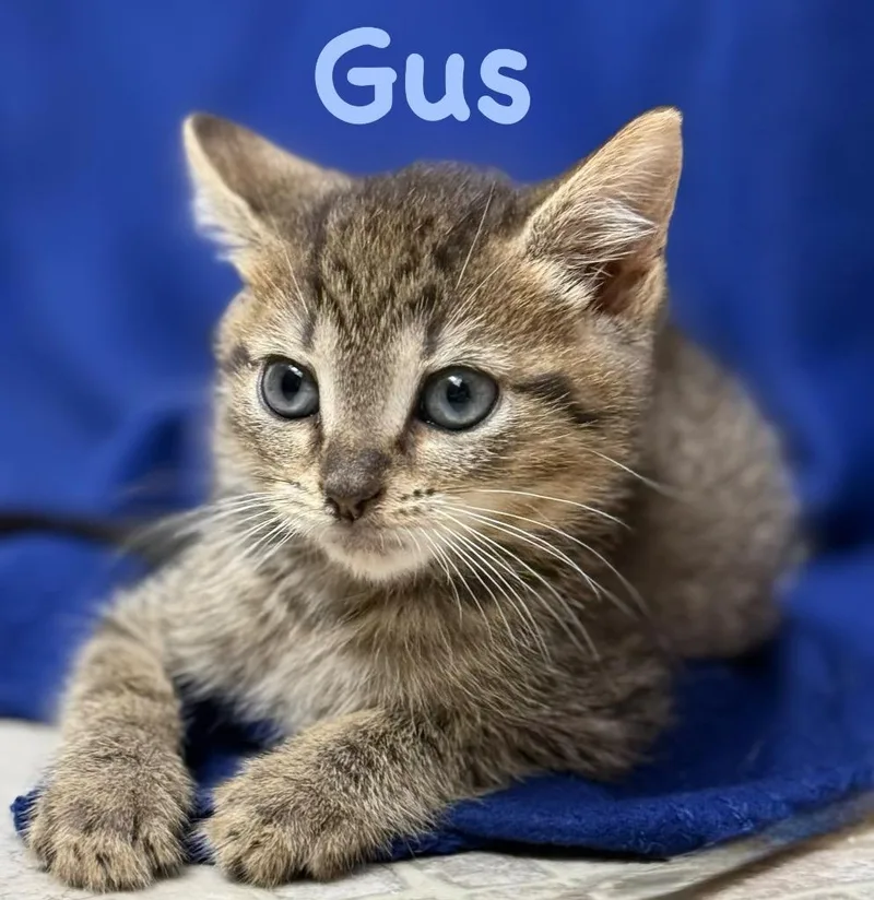 A baby small-sized male Domestic Short Hair cat named Gus for adoption in Leonardtown, MD
