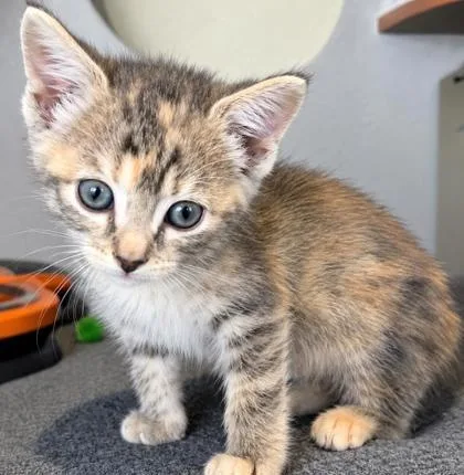 A baby small-sized male Domestic Short Hair cat named Tres for adoption in Washington, DC