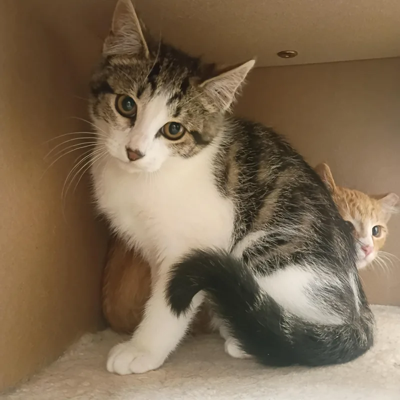 A young medium-sized male Tabby (Gray / Blue / Silver) Domestic Short Hair cat named America for adoption in Pocatello, ID