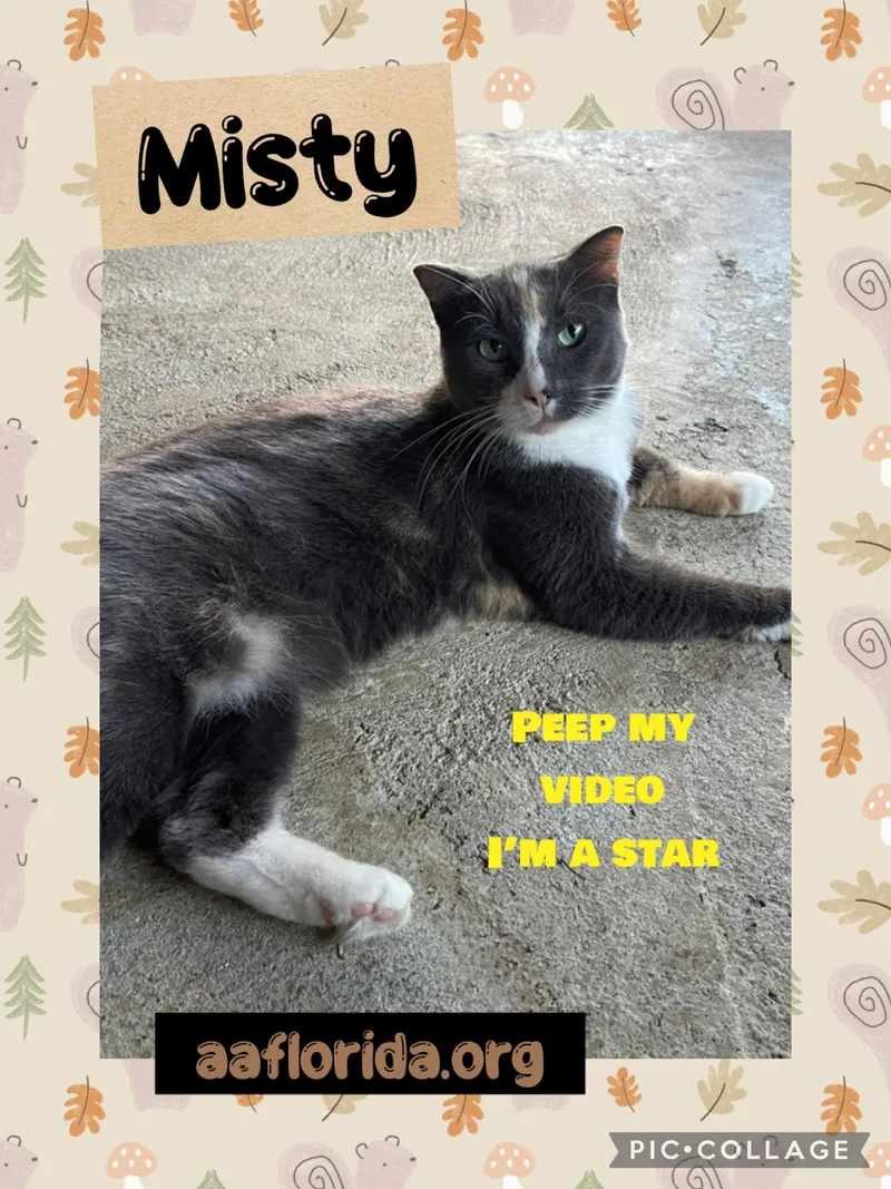 Misty Cyd thumbnail 3