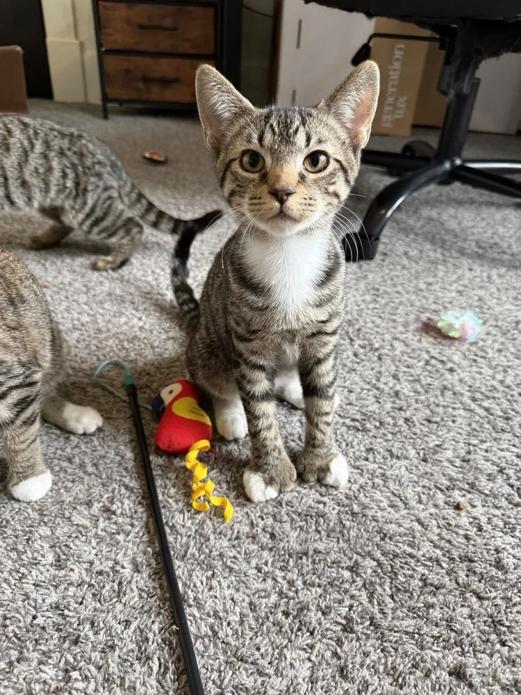A baby small-sized male Domestic Short Hair cat named Robinavitch for adoption in West Mifflin, PA