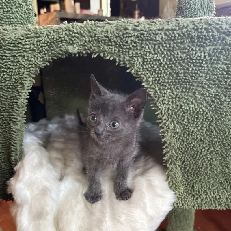 A baby small-sized male Gray / Blue / Silver Domestic Short Hair cat named Very Blueberry for adoption in Austin, TX