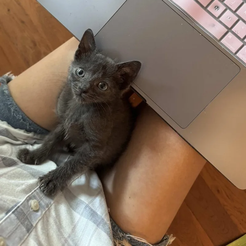 Very Blueberry thumbnail 3