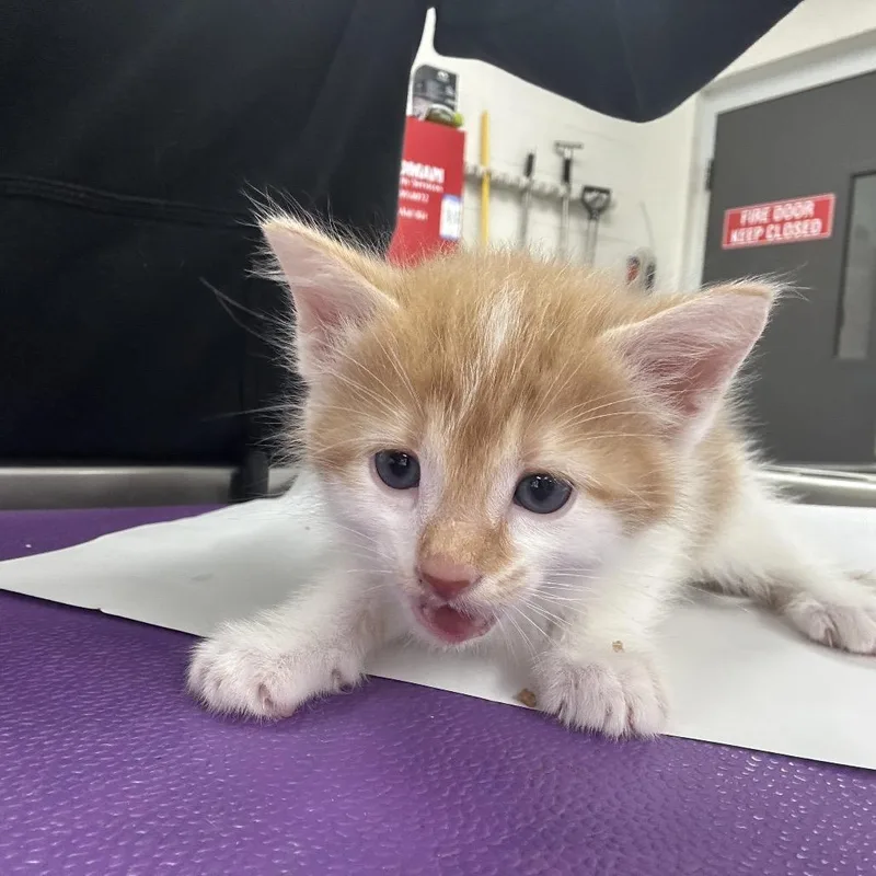 A baby small-sized male Orange / Red Domestic Long Hair cat named Ed Sheeran for adoption in Indianapolis, IN