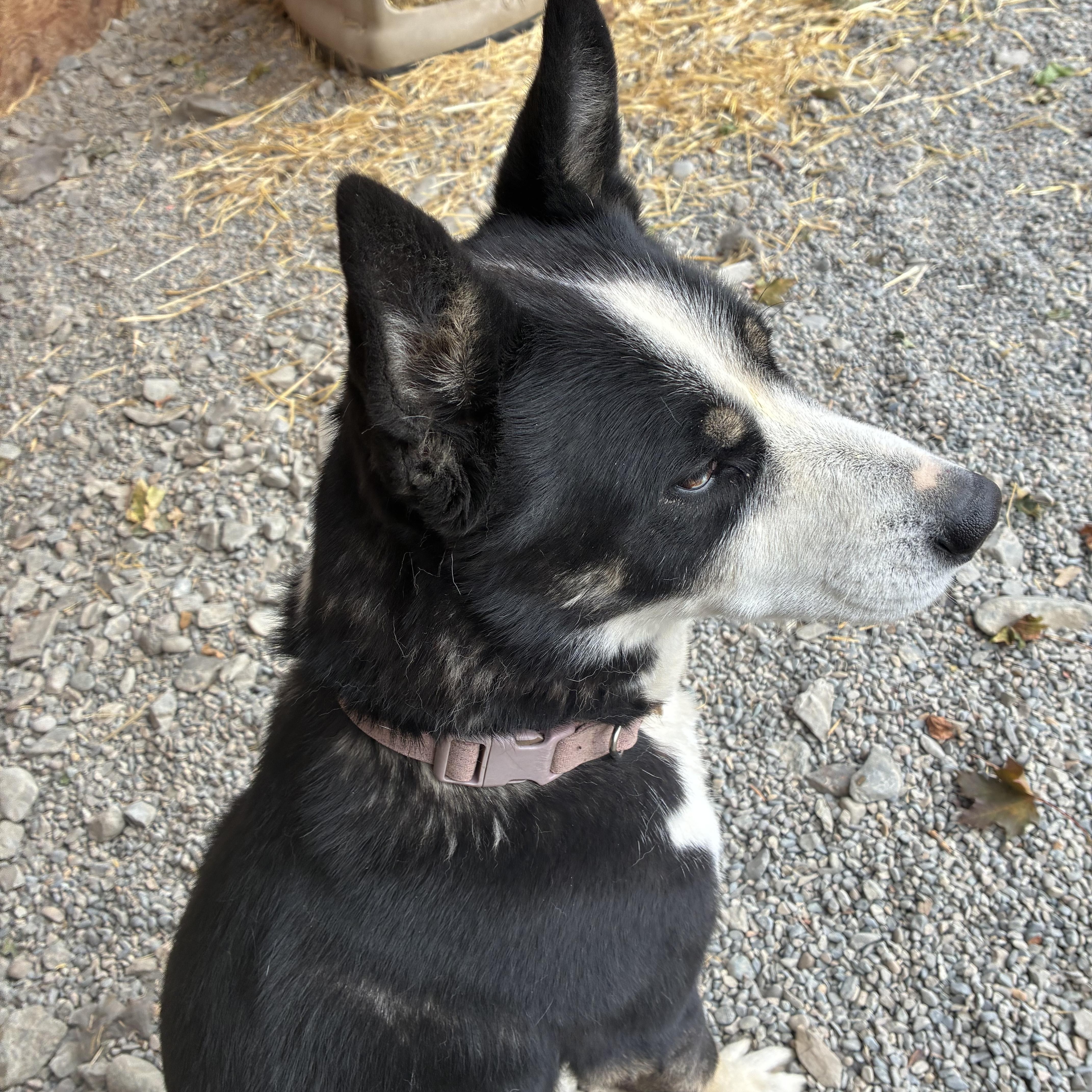 An adult large-sized female German Shepherd Dog dog named Athena for adoption in Bonners Ferry, ID