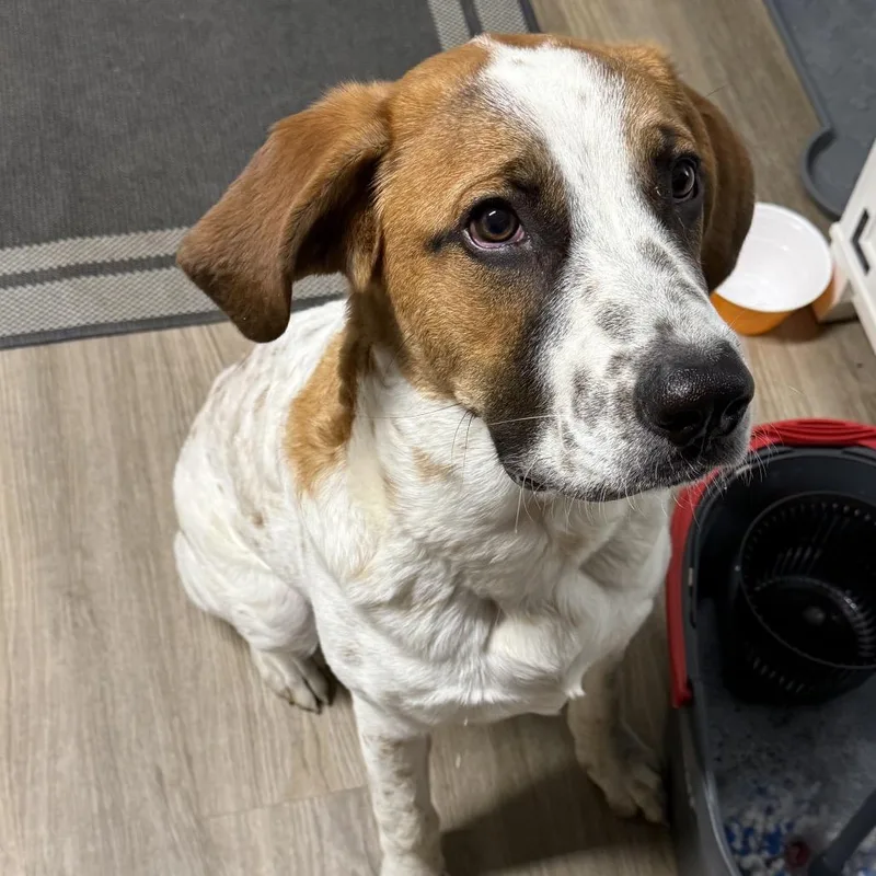A young large-sized male White / Cream Saint Bernard dog named Cooper Hayes for adoption in Ennis, TX