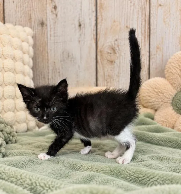 A baby small-sized female Domestic Short Hair cat named Daisy for adoption in Lafayette, LA