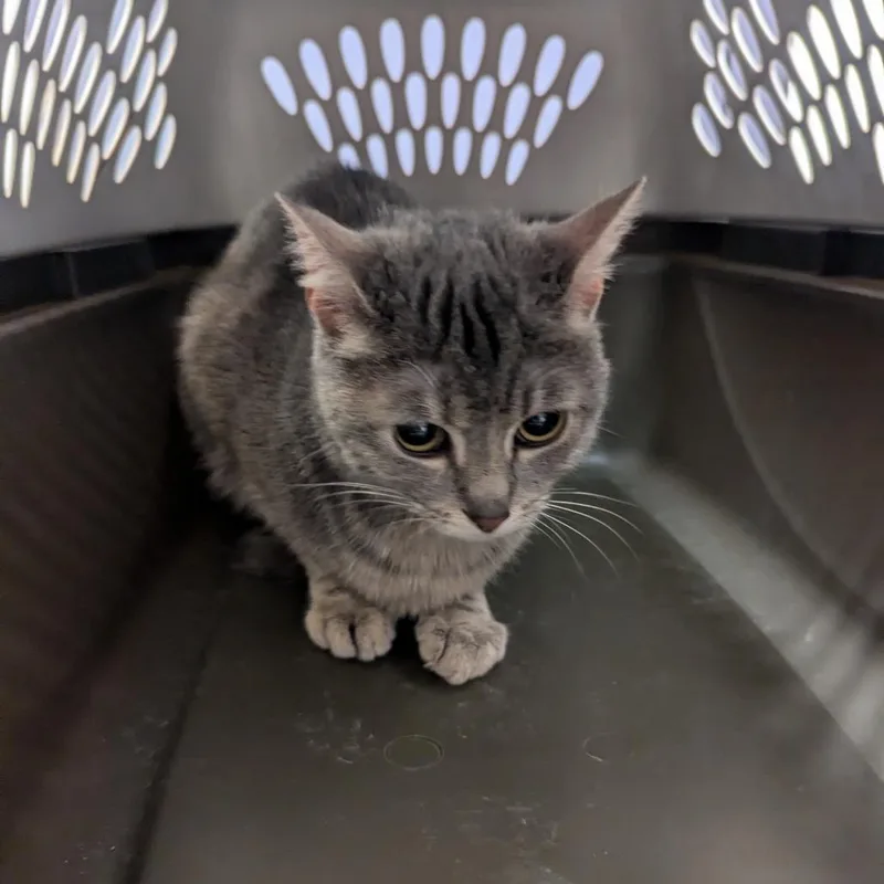 A young medium-sized female Tortoiseshell Domestic Short Hair cat named Khali for adoption in Charlottesville, VA