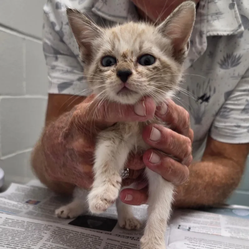 A baby small-sized male Domestic Medium Hair cat named Woody for adoption in Jacksonville, FL