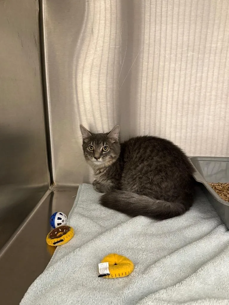 A young medium-sized male Domestic Medium Hair cat named Sasuke for adoption in Clarksville, TN