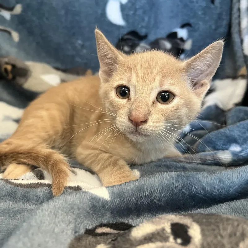 A baby small-sized male Orange / Red Domestic Short Hair cat named Kuzco for adoption in Redwood City, CA