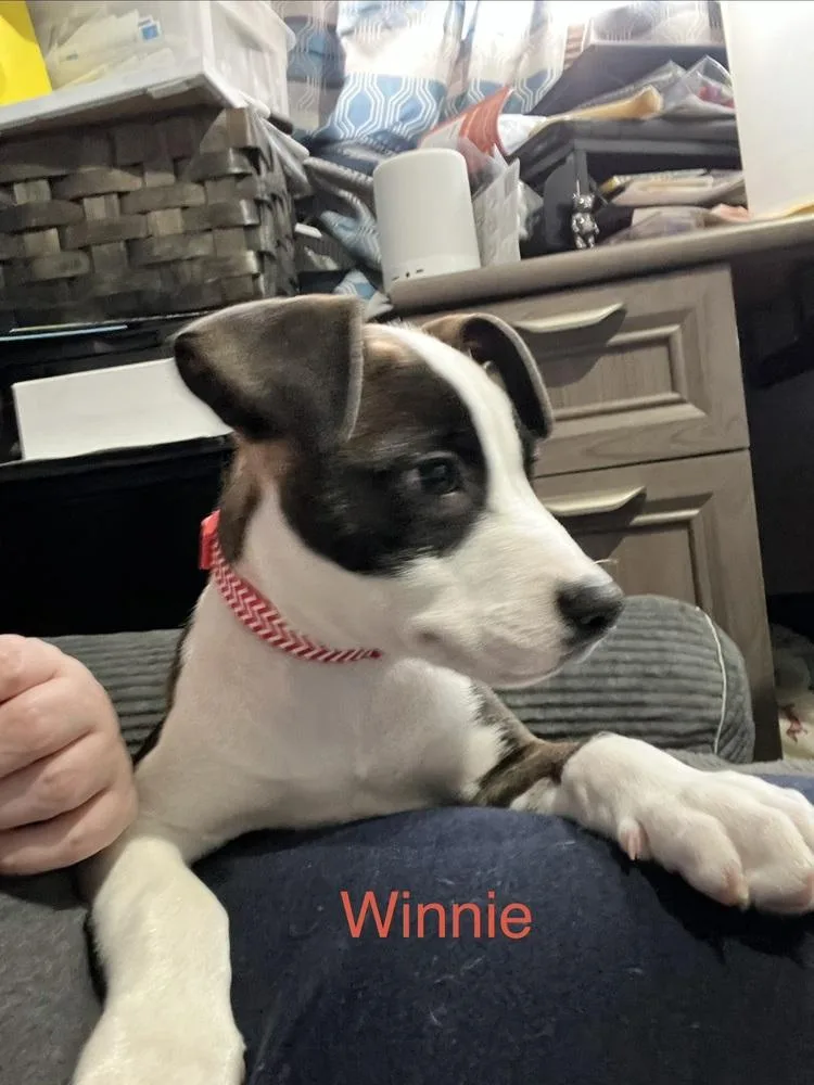 Winnie thumbnail 4