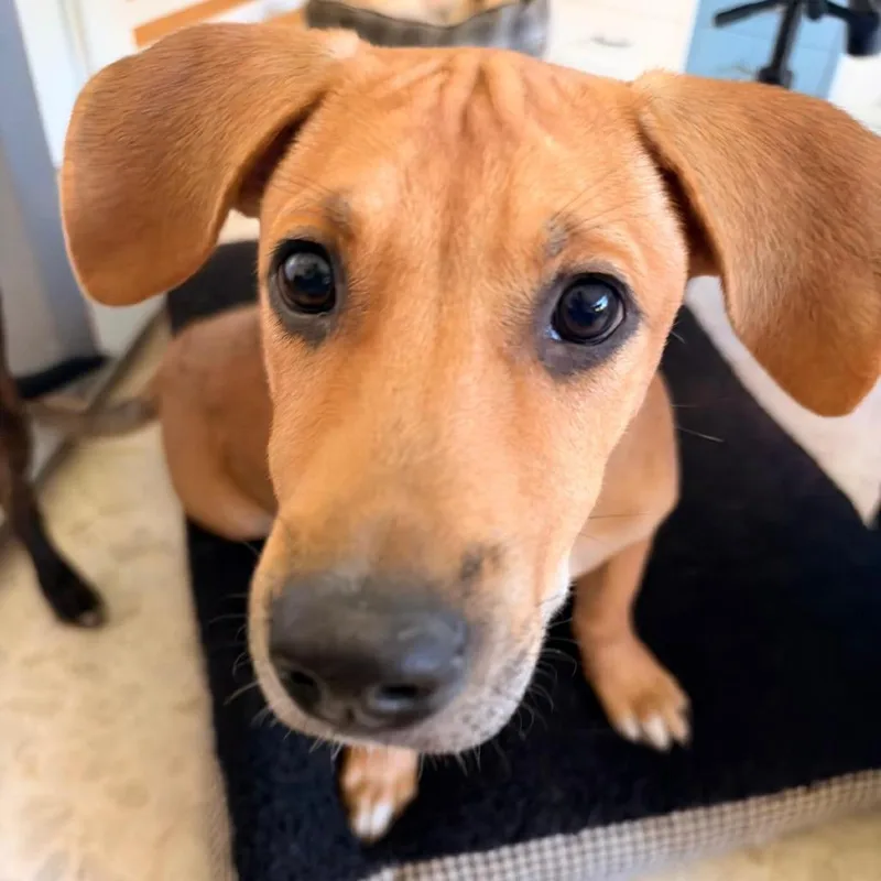 A young small-sized male Yellow / Tan / Blond / Fawn Mixed Breed dog named Stinky for adoption in San Juan, PR