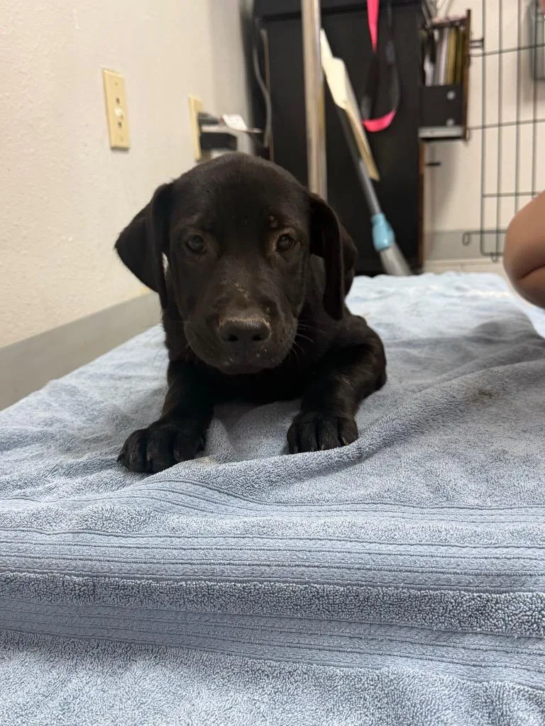 A baby medium-sized male Labrador Retriever dog named Mezoti for adoption in Sorrento, LA