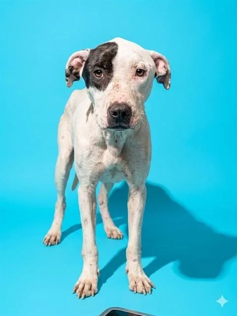 An adult large-sized male Mixed Breed dog named Doki for adoption in Jacksonville, FL