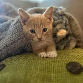 A baby small-sized male Orange / Red Domestic Short Hair cat named Sherbert for adoption in North Charleston, SC