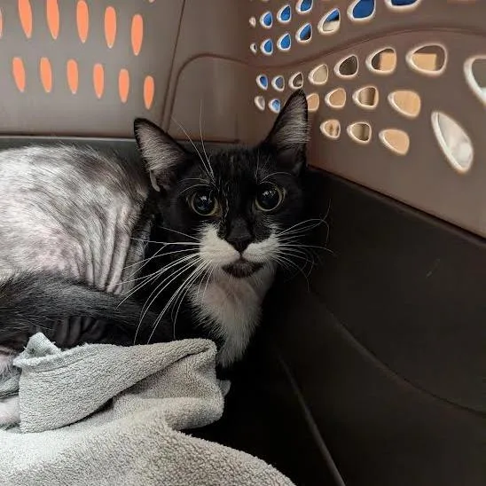 An adult medium-sized female Black Domestic Short Hair cat named Stabler for adoption in Springfield, MA