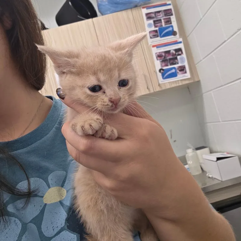 A baby small-sized female Orange / Red Domestic Short Hair cat named Pumpkin for adoption in Chattanooga, TN