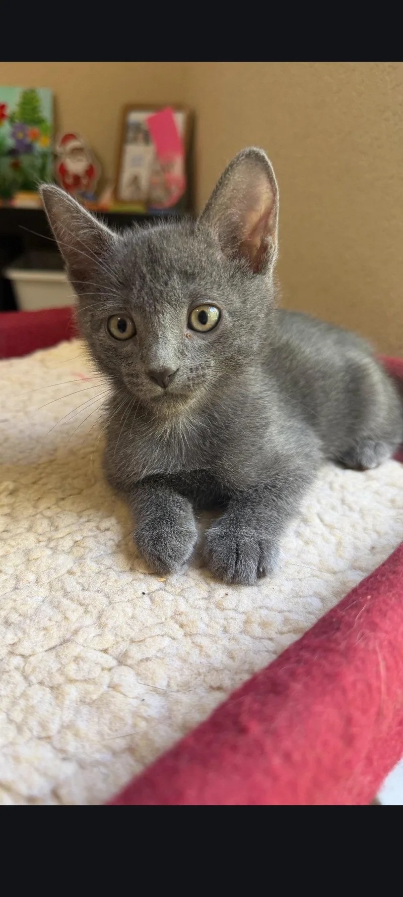 A baby medium-sized male Tabby cat named Emmett for adoption in Sanford, FL