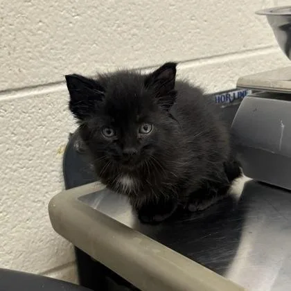 A baby small-sized female Domestic Short Hair cat named Yesterday for adoption in Westland, MI