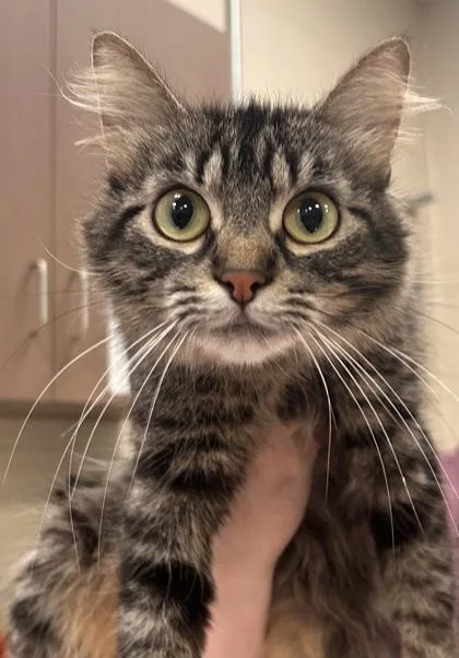 A young small-sized female Domestic Medium Hair cat named Sweet & Sour for adoption in Fishers, IN