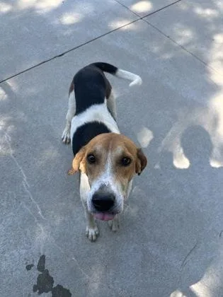 An adult medium-sized male Hound dog named Sardine for adoption in King William, VA