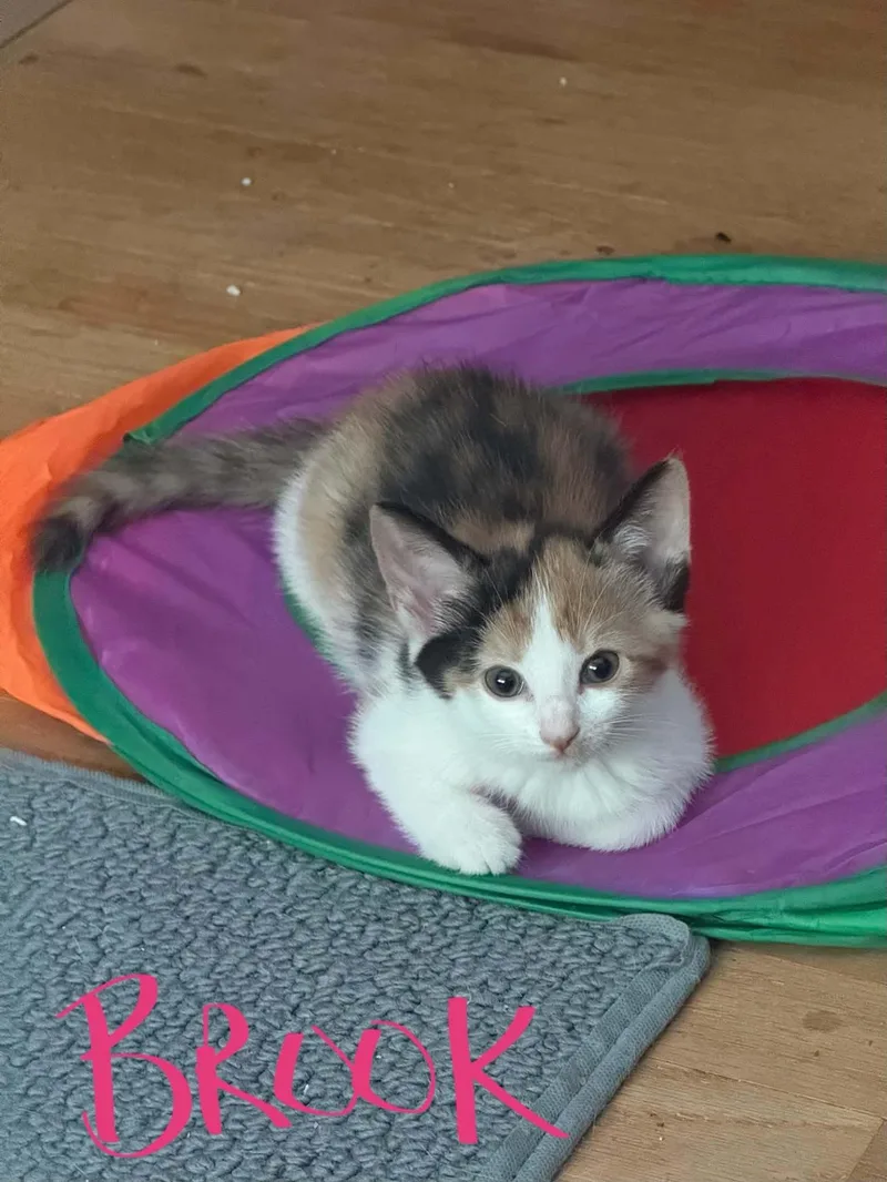 A baby medium-sized female Calico Domestic Short Hair cat named Brook for adoption in Westfield, MA