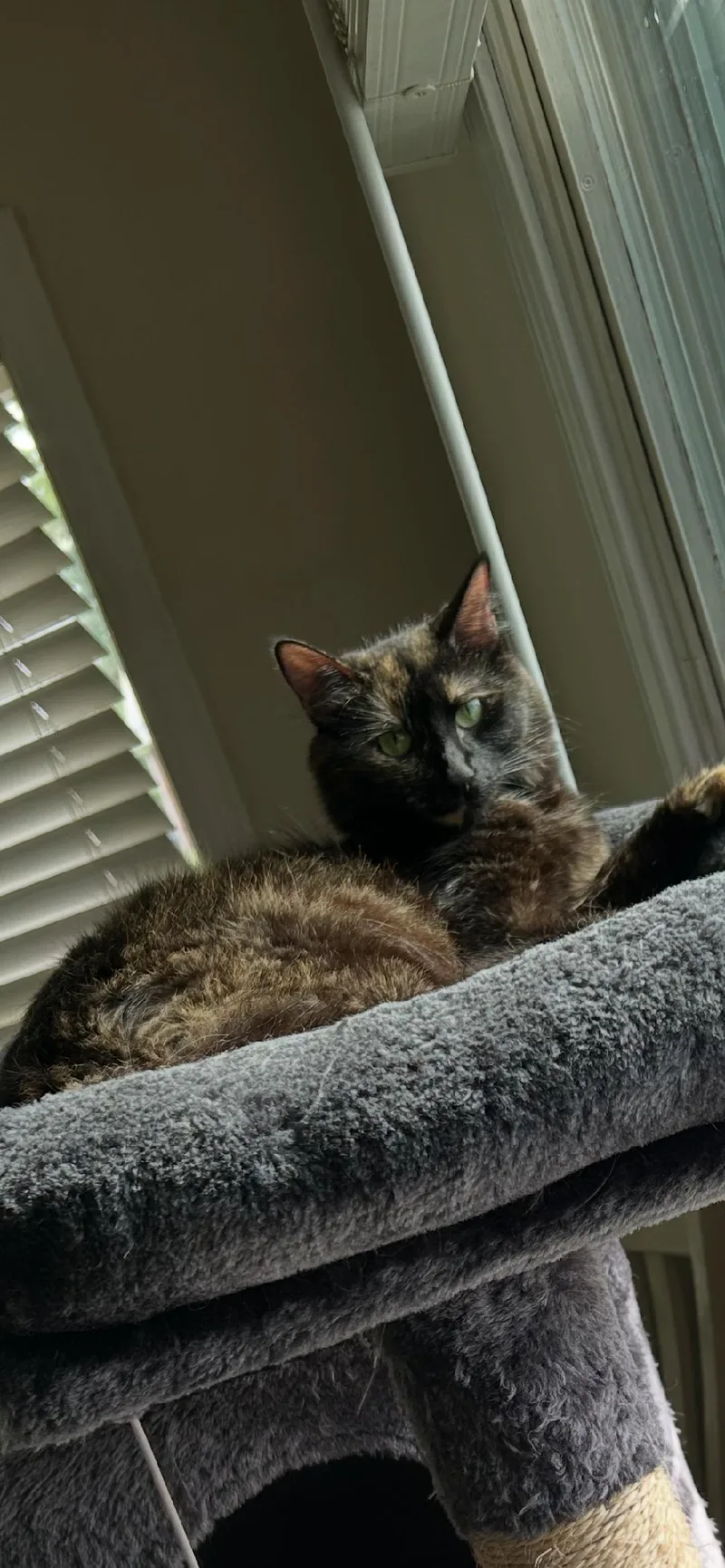 A young medium-sized female Tortoiseshell Domestic Short Hair cat named Samantha for adoption in Mokena, IL