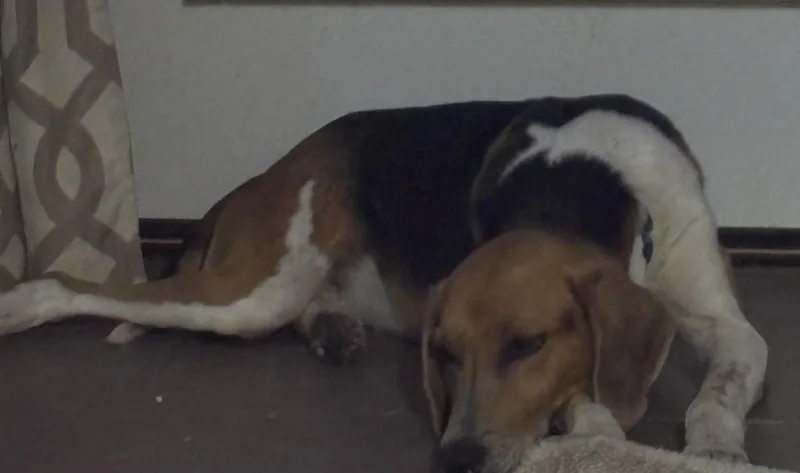 An adult medium-sized male Tricolor (Brown, Black, & White) American Foxhound dog named Jetty for adoption in Andover, MA