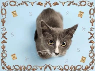 A baby medium-sized male Domestic Medium Hair cat named Lonestar for adoption in Los Angeles, CA