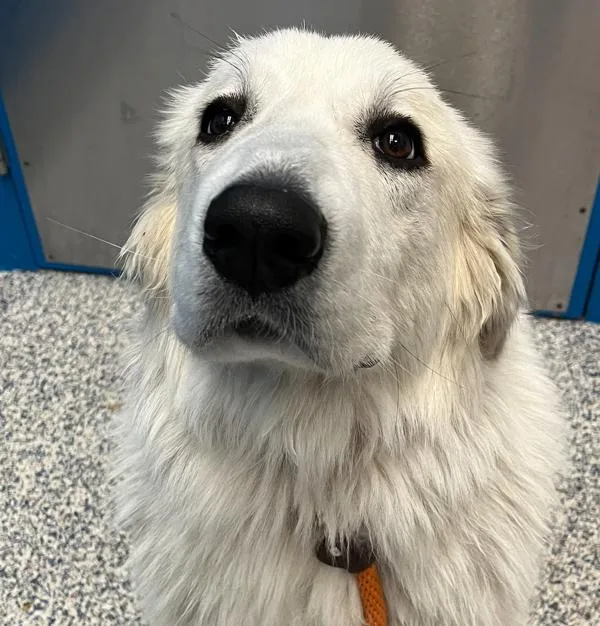 A young medium-sized female Great Pyrenees dog named Mia for adoption in Golden, CO