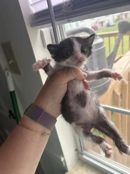 A baby small-sized female Domestic Short Hair cat named Magnolia for adoption in Sevierville, TN