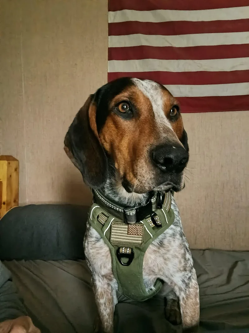 A young medium-sized male Bluetick Coonhound dog named Mack for adoption in Clinton, MI