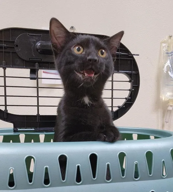 A baby small-sized female Domestic Short Hair cat named April for adoption in Kennewick, WA
