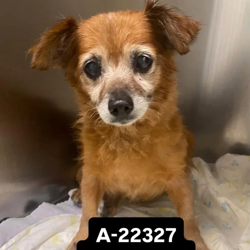 A senior small-sized male Red / Chestnut / Orange Chihuahua dog named WAGSStray for adoption in Westminster, CA