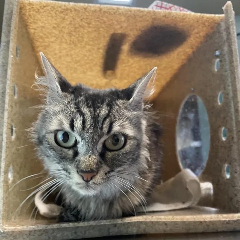 An adult medium-sized female Brown / Chocolate Domestic Medium Hair cat named Beauty for adoption in Pasadena, CA