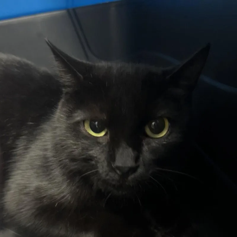 An adult medium-sized female Domestic Short Hair cat named Meadow for adoption in New Castle, DE