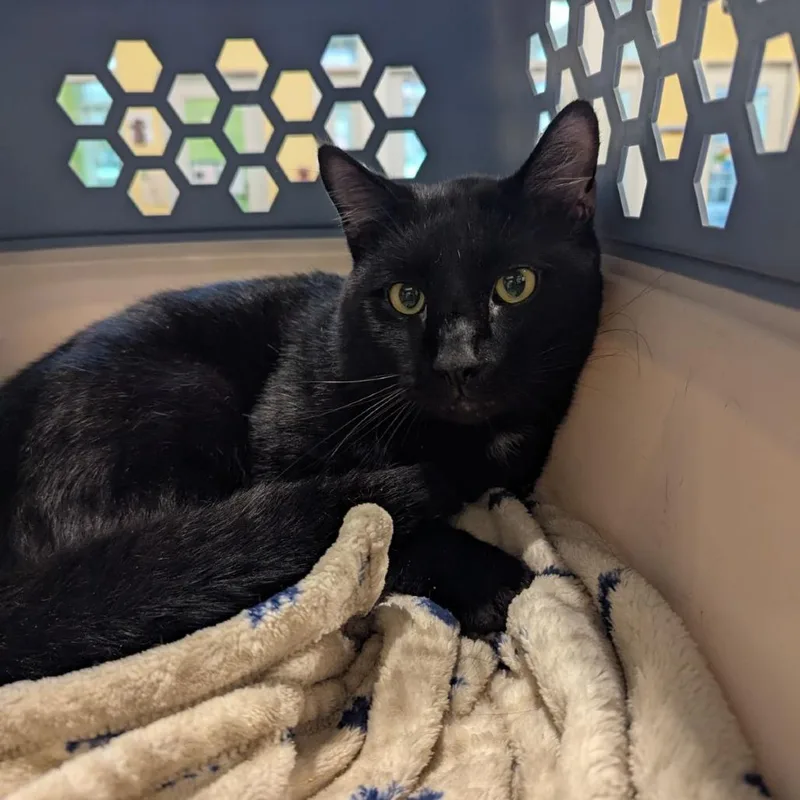 An adult large-sized male Black Domestic Short Hair cat named Wizard for adoption in Lynchburg, VA