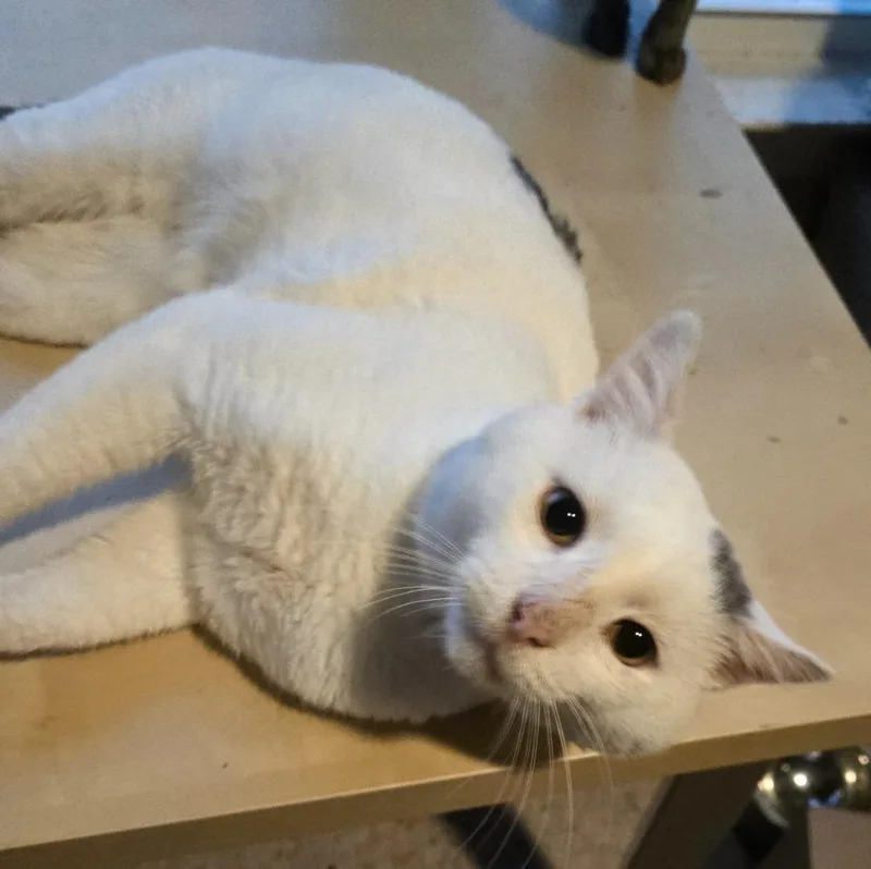 A senior medium-sized male Domestic Short Hair cat named George for adoption in Evans, GA