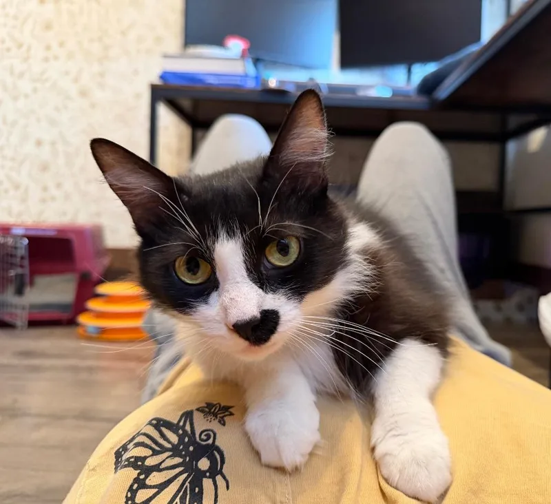 An adult medium-sized female Black & White / Tuxedo Domestic Long Hair cat named Parsley for adoption in East Northport, NY