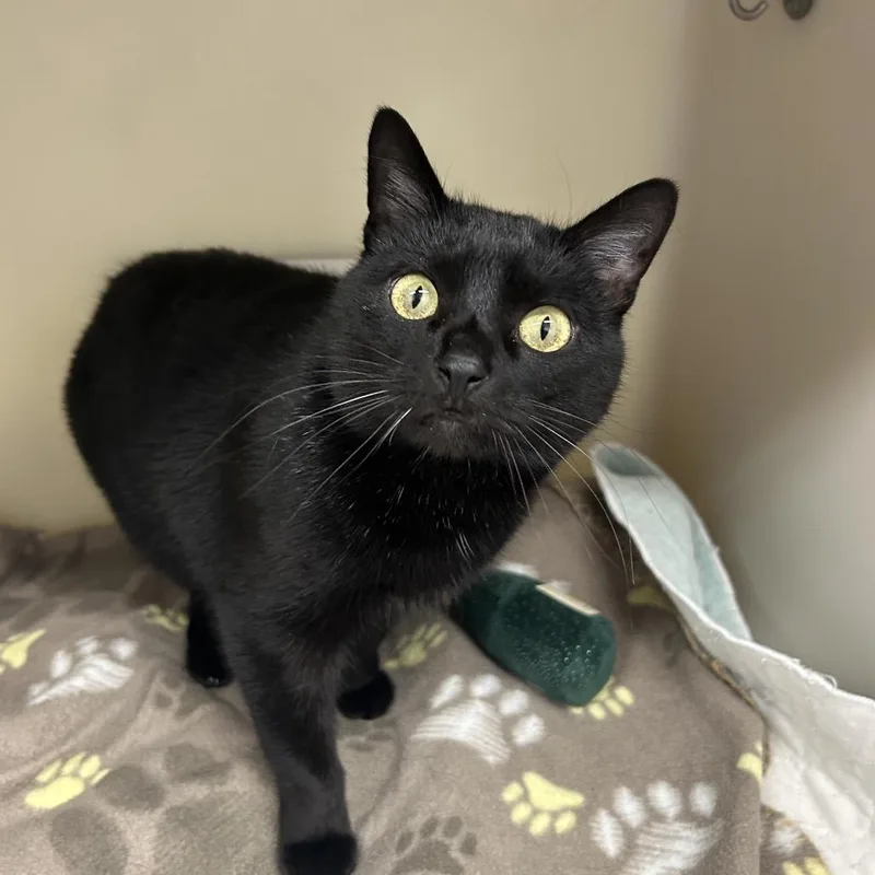 Chuckles thumbnail 2