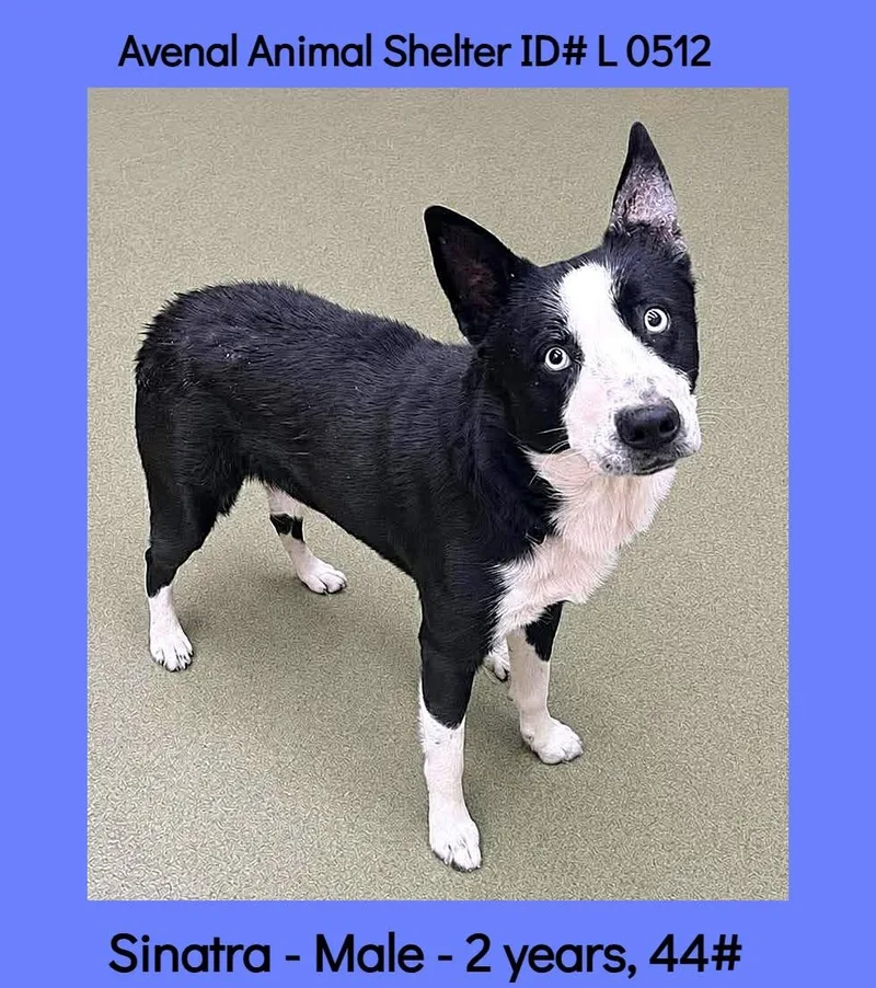 A young medium-sized male Black Border Collie dog named Sinatra for adoption in Avenal, CA